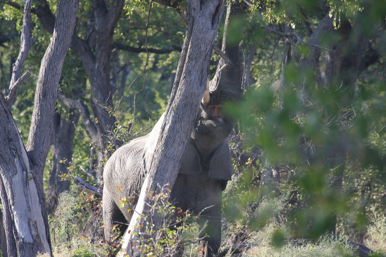 [22894] 2016_06_30_02_08_25_Africa_Canon_EOS_40D_IMG__03761.jpg