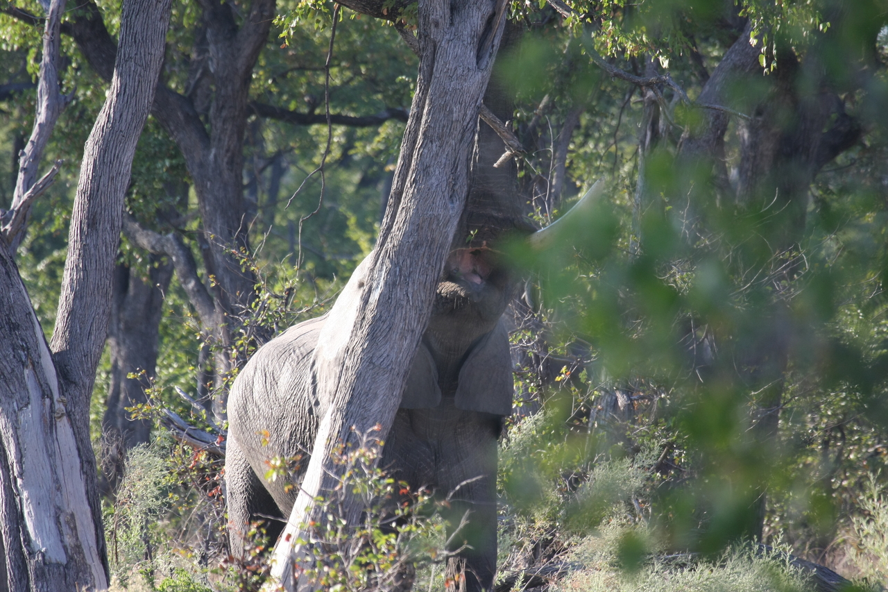 [22901] 2016_06_30_02_08_26_Africa_Canon_EOS_40D_IMG__00040.jpg