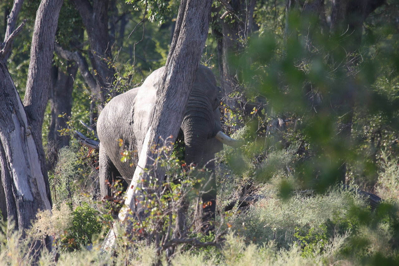[22906] 2016_06_30_02_08_37_Africa_Canon_EOS_40D_IMG__00041.jpg
