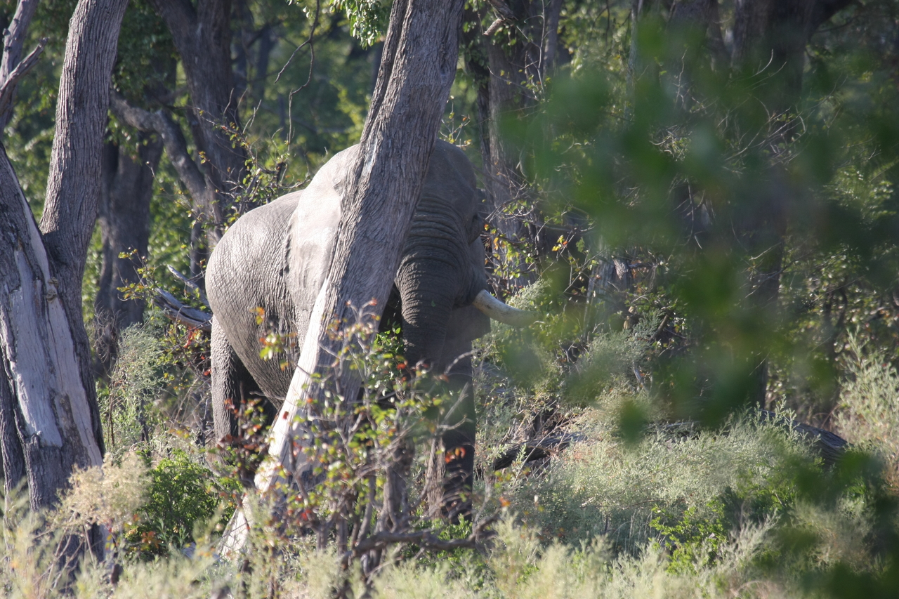 [22910] 2016_06_30_02_08_37_Africa_Canon_EOS_40D_IMG__03768.jpg
