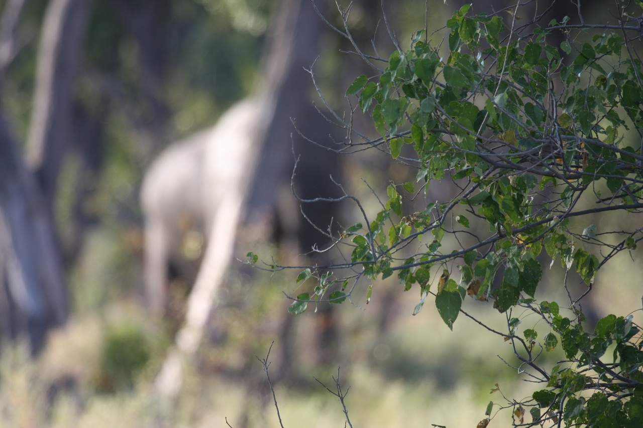[22914] 2016_06_30_02_08_37_Africa_Canon_EOS_40D_IMG__11216.jpg