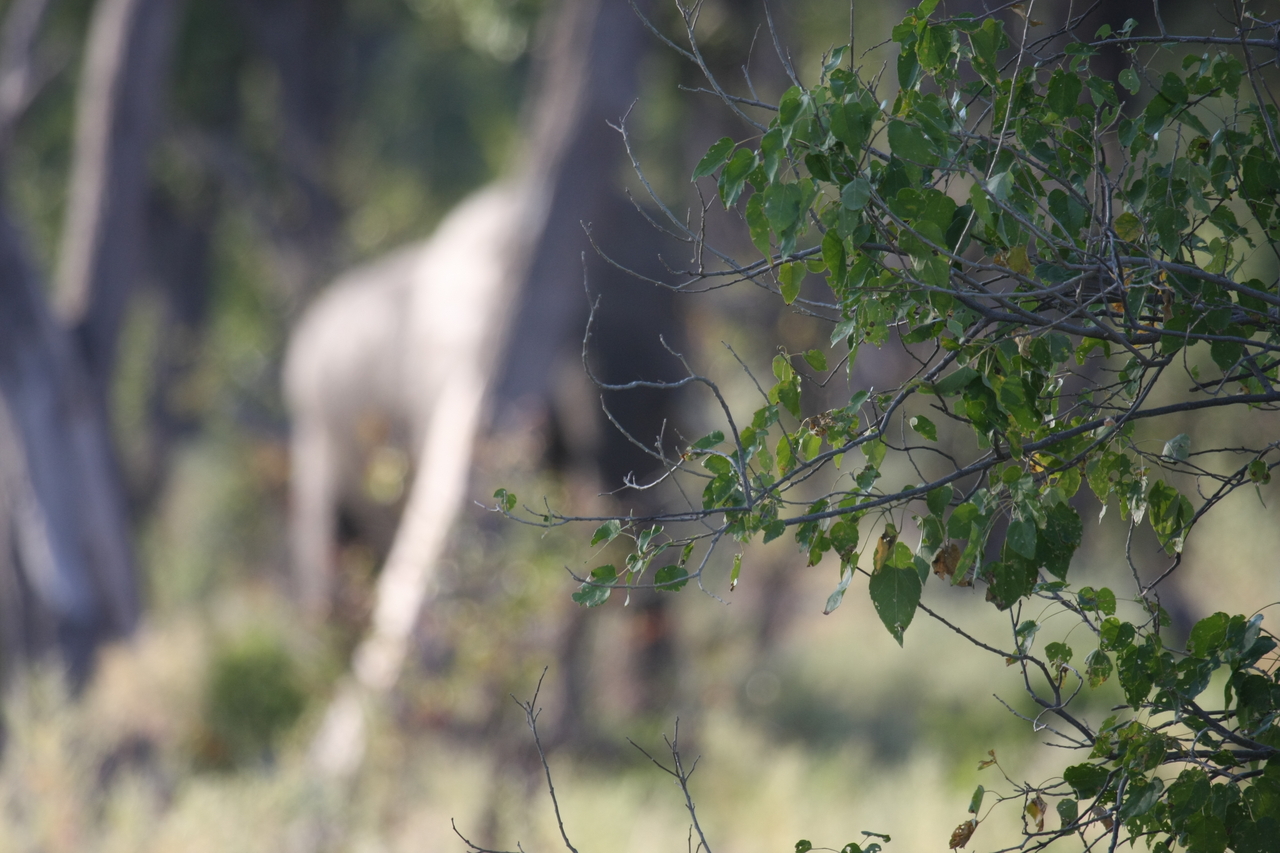 [22916] 2016_06_30_02_08_38_Africa_Canon_EOS_40D_IMG__03770.jpg