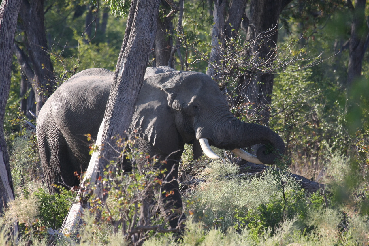 [22924] 2016_06_30_02_10_06_Africa_Canon_EOS_40D_IMG__03772.jpg