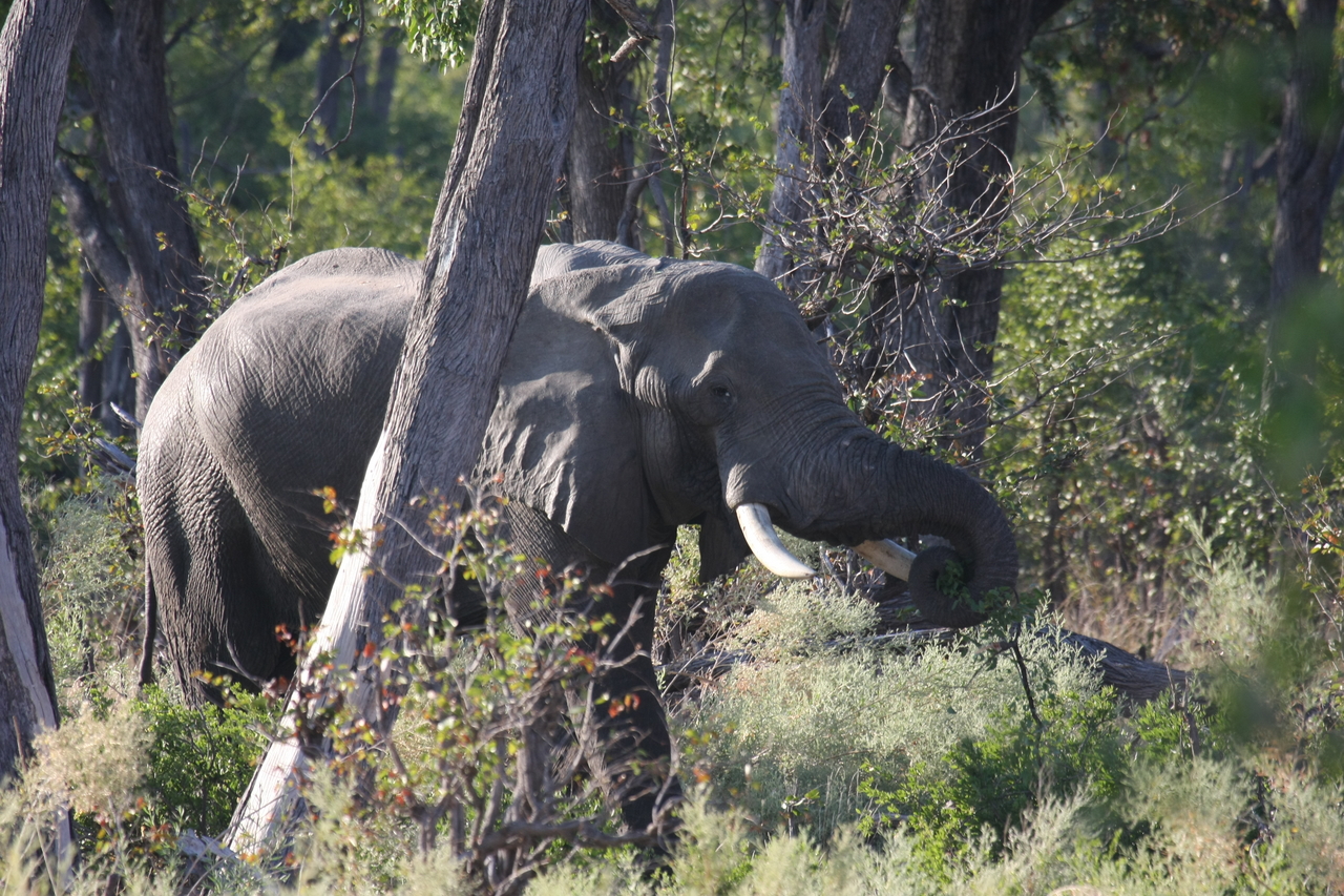 [22925] 2016_06_30_02_10_06_Africa_Canon_EOS_40D_IMG__03774.jpg
