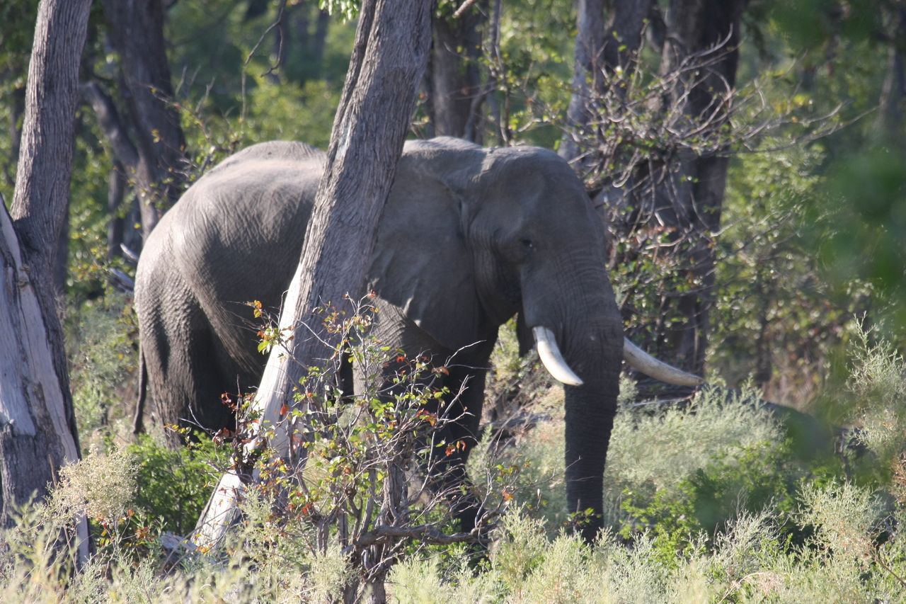 [22945] 2016_06_30_02_10_24_Africa_Canon_EOS_40D_IMG__11226.jpg