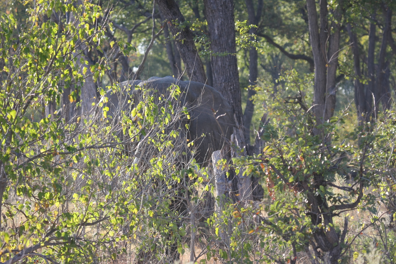 [22958] 2016_06_30_02_14_18_Africa_Canon_EOS_40D_IMG__00061.jpg