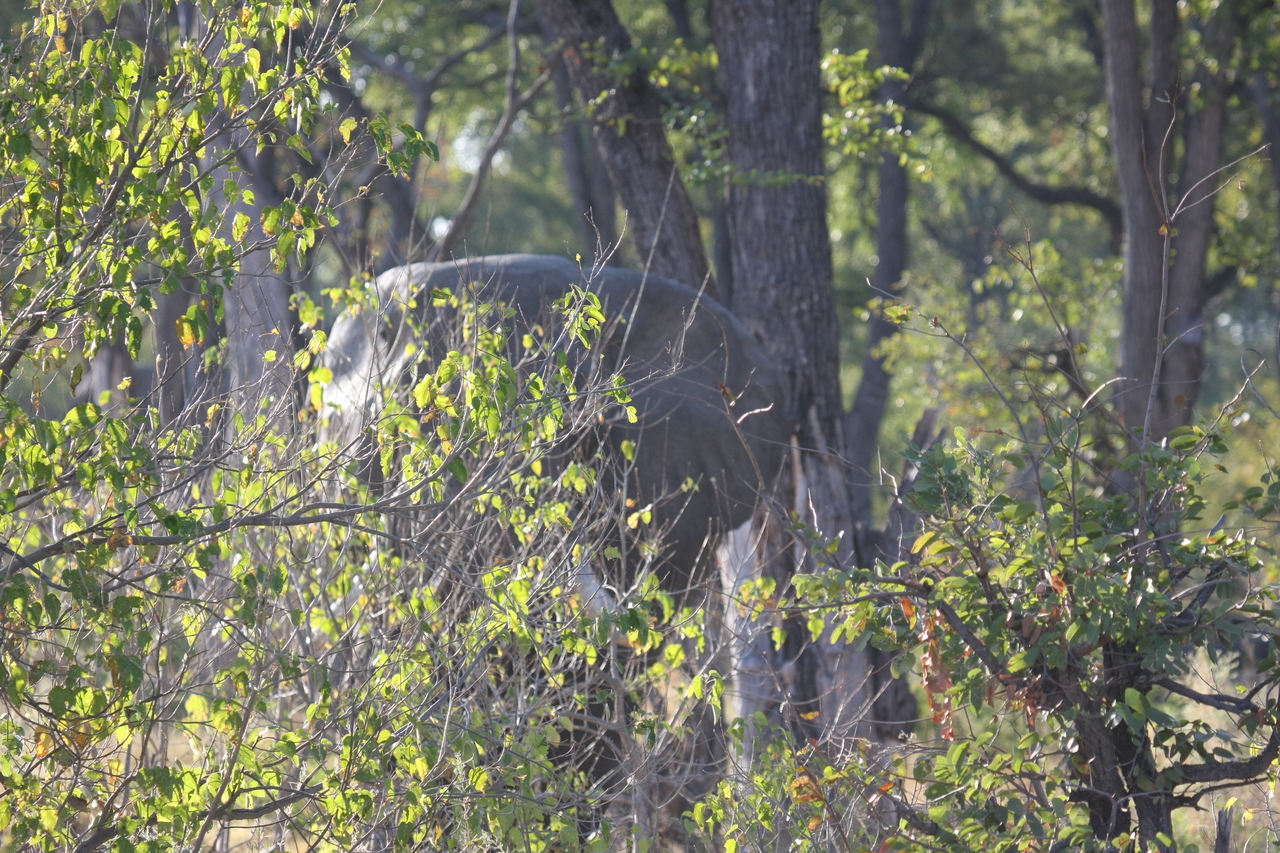 [22980] 2016_06_30_02_14_37_Africa_Canon_EOS_40D_IMG__11240.jpg