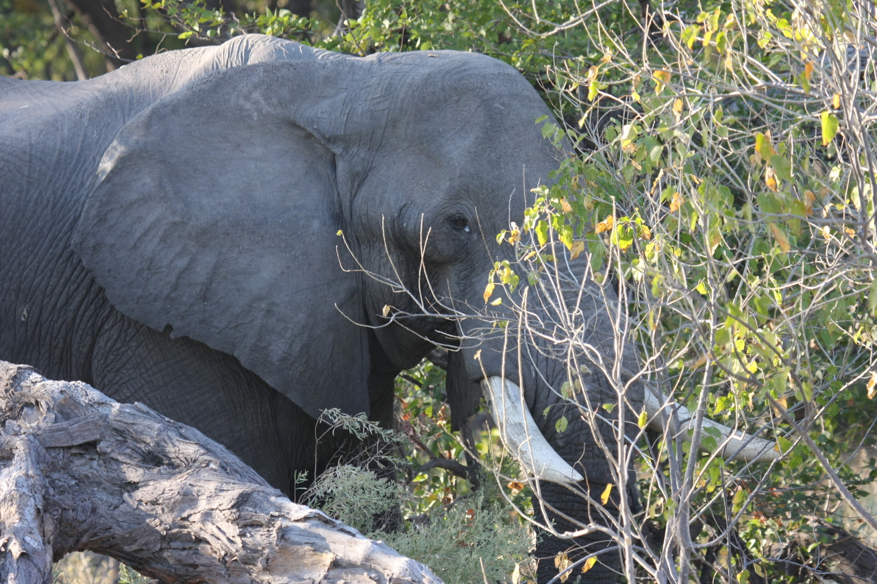 [23034] 2016_06_30_02_20_03_Africa_Canon_EOS_40D_IMG__11245.jpg