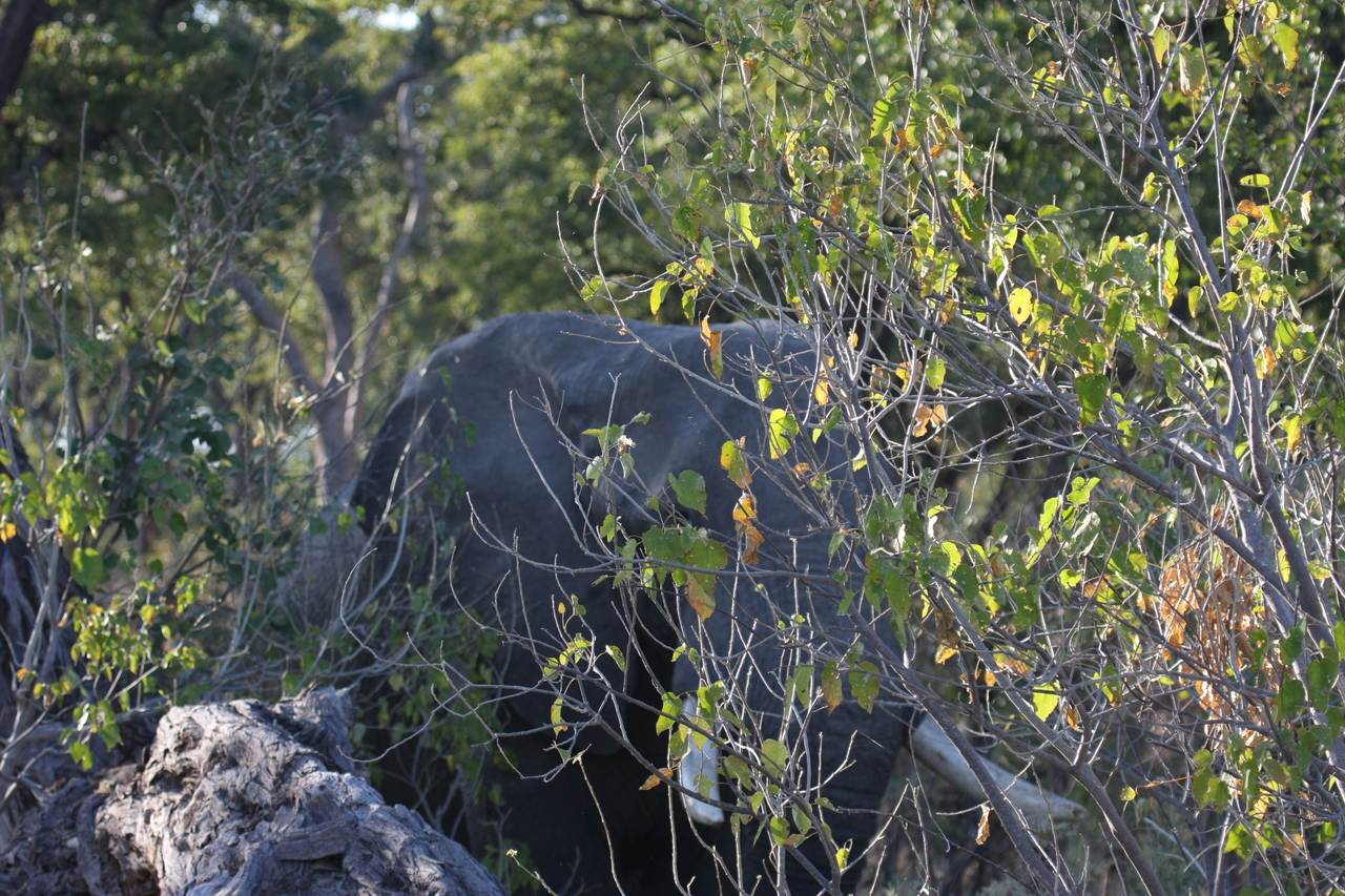 [23039] 2016_06_30_02_20_37_Africa_Canon_EOS_40D_IMG__03801.jpg