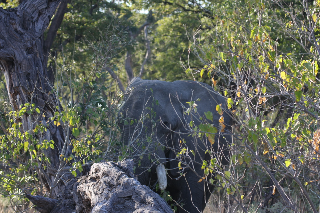 [23042] 2016_06_30_02_20_43_Africa_Canon_EOS_40D_IMG__00076.jpg