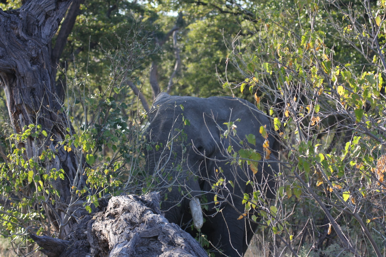 [23047] 2016_06_30_02_20_43_Africa_Canon_EOS_40D_IMG__11250.jpg