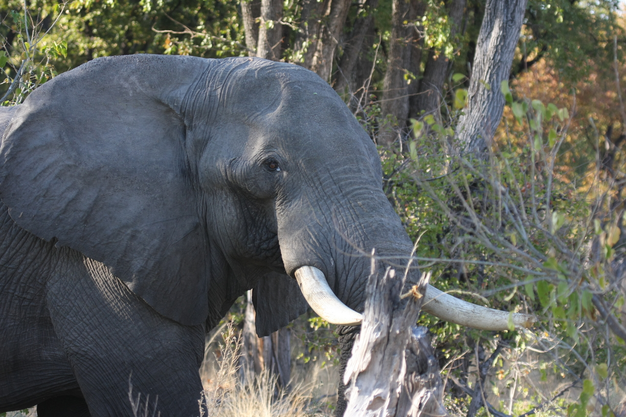 [23048] 2016_06_30_02_23_14_Africa_Canon_EOS_40D_IMG__00078.jpg