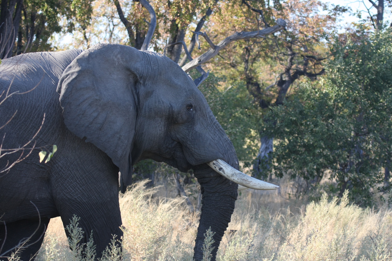 [23055] 2016_06_30_02_23_20_Africa_Canon_EOS_40D_IMG__03807.jpg