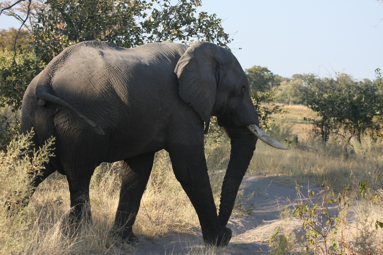 [23061] 2016_06_30_02_23_35_Africa_Canon_EOS_40D_IMG__03809.jpg
