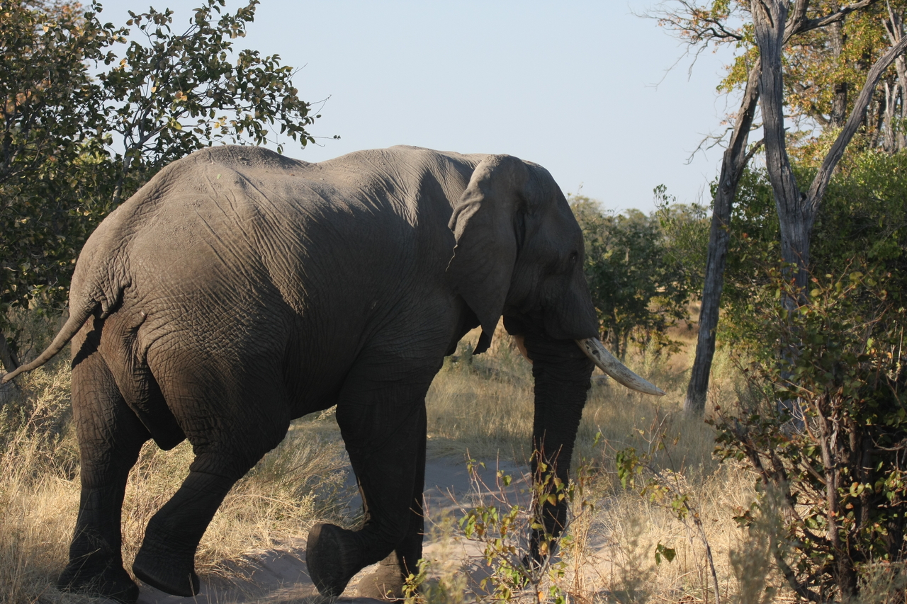 [23063] 2016_06_30_02_23_36_Africa_Canon_EOS_40D_IMG__00084.jpg