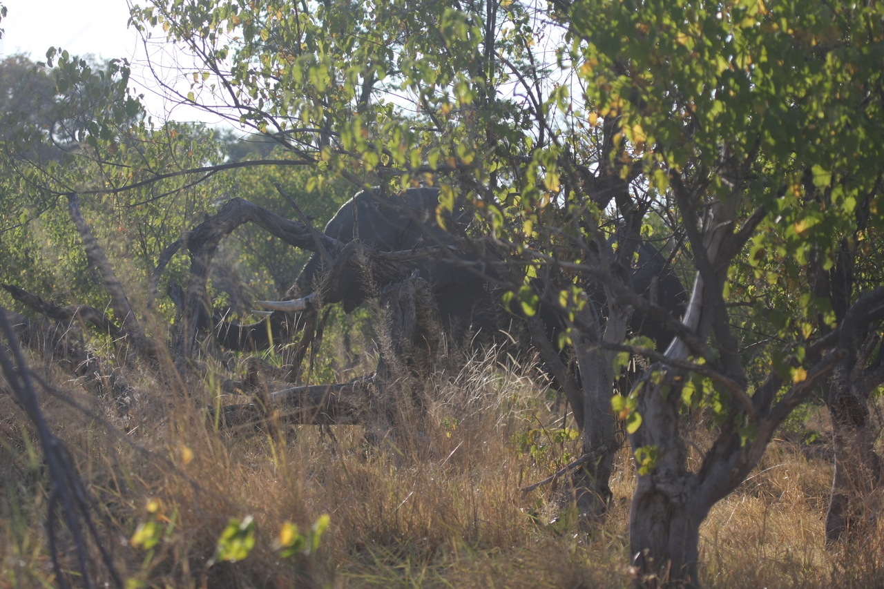 [23083] 2016_06_30_02_27_25_Africa_Canon_EOS_40D_IMG__11263.jpg