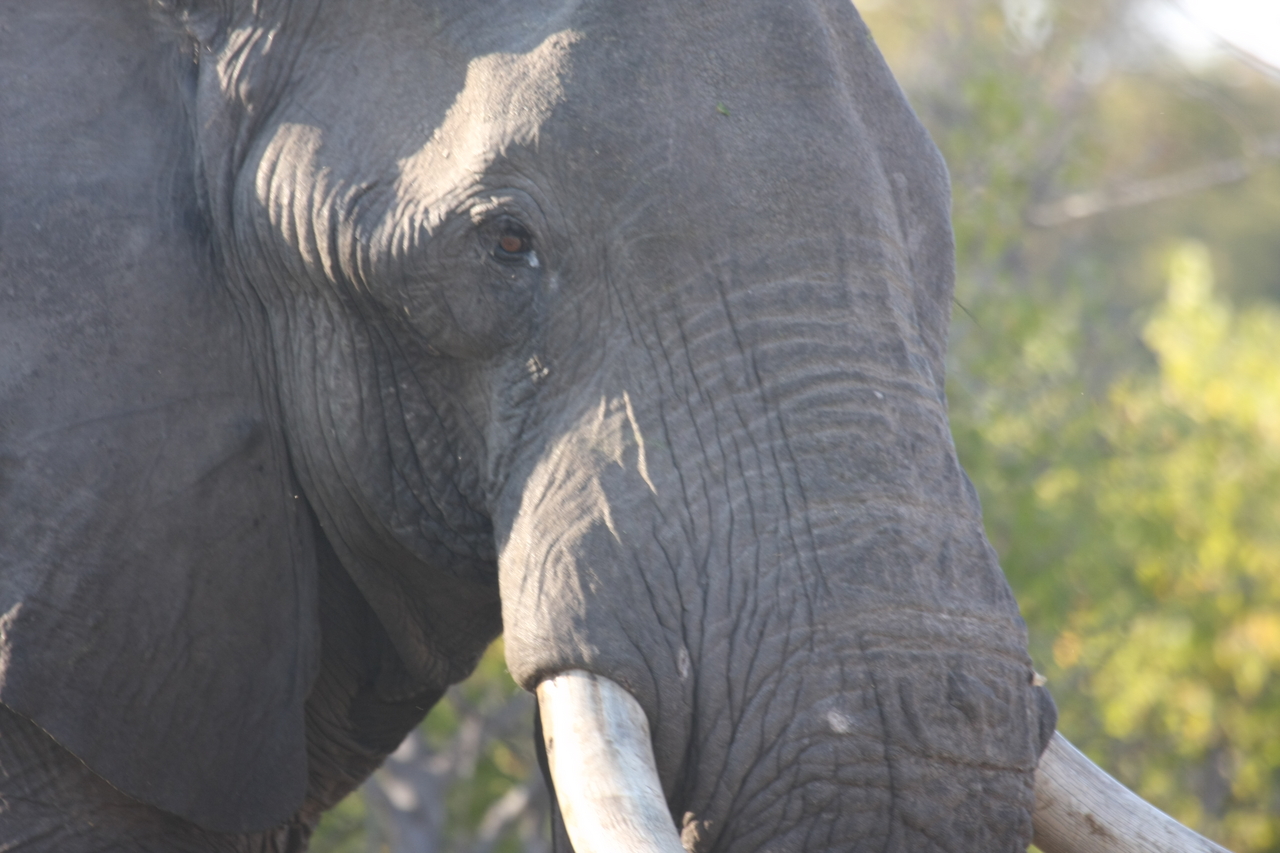 [23097] 2016_06_30_02_28_52_Africa_Canon_EOS_40D_IMG__00097.jpg