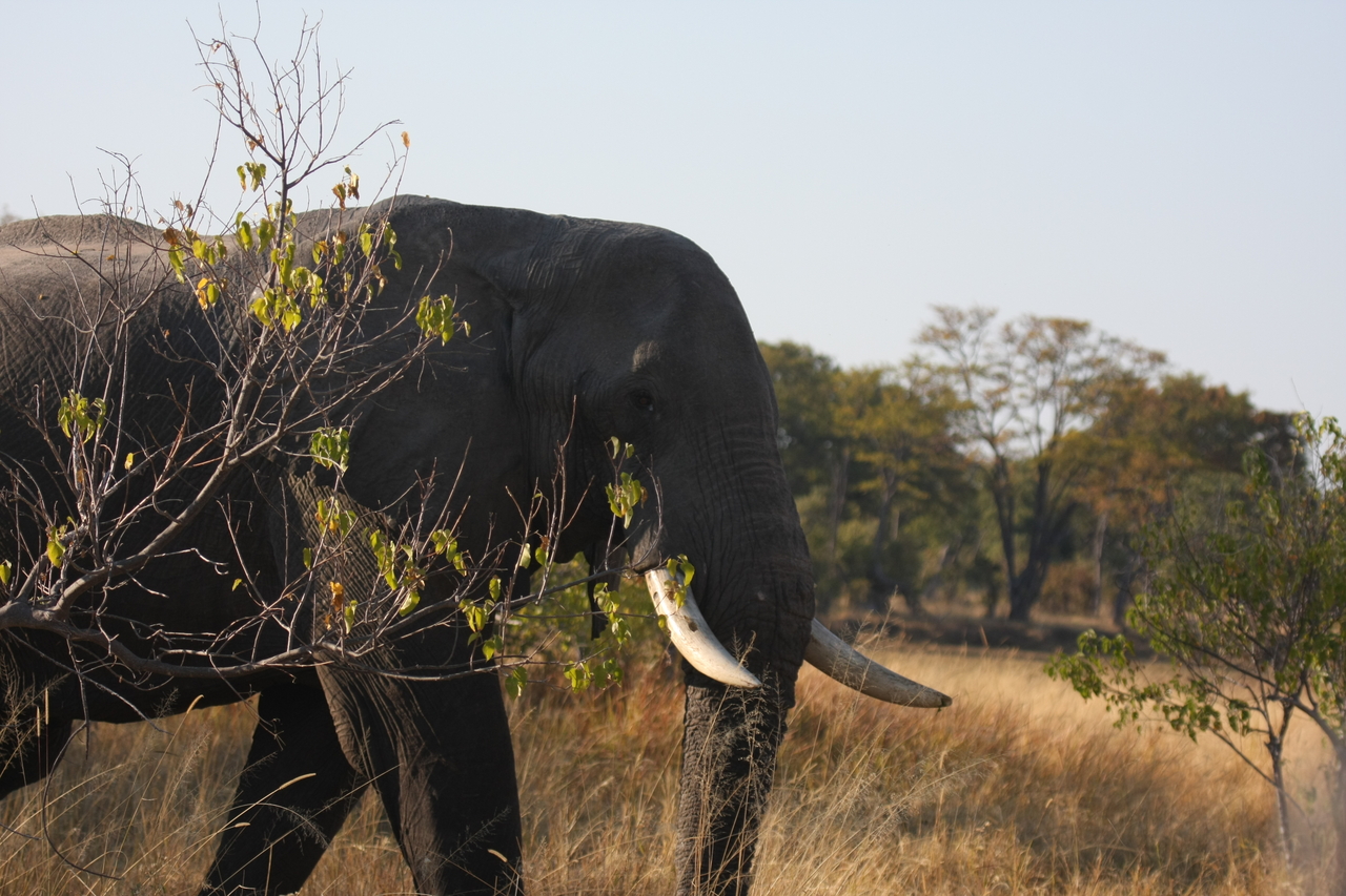 [23103] 2016_06_30_02_28_59_Africa_Canon_EOS_40D_IMG__03824.jpg