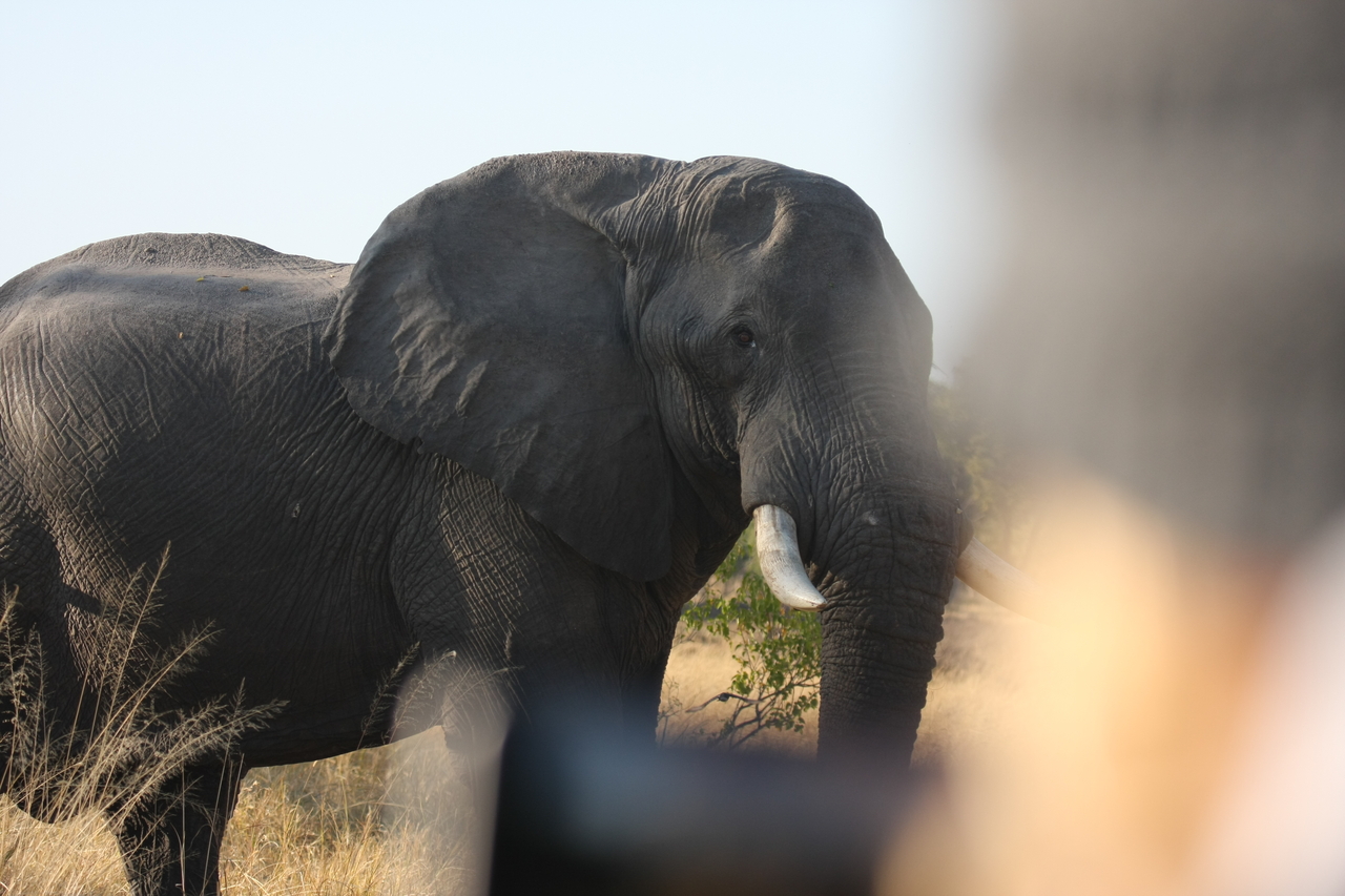 [23106] 2016_06_30_02_29_02_Africa_Canon_EOS_40D_IMG__00100.jpg