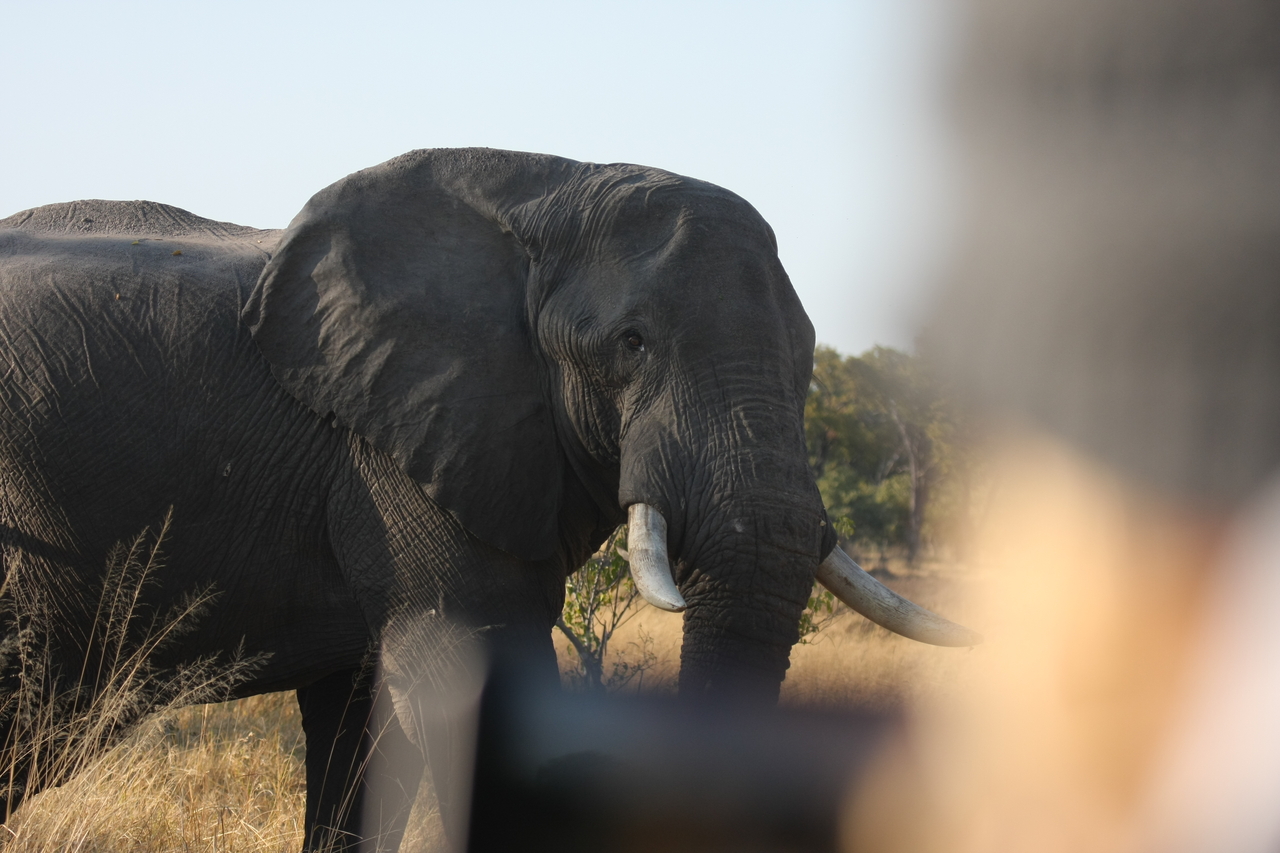 [23109] 2016_06_30_02_29_02_Africa_Canon_EOS_40D_IMG__11272.jpg