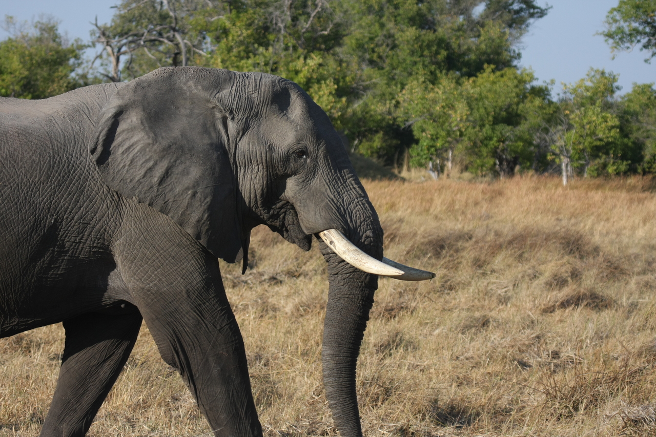 [23113] 2016_06_30_02_29_17_Africa_Canon_EOS_40D_IMG__03827.jpg