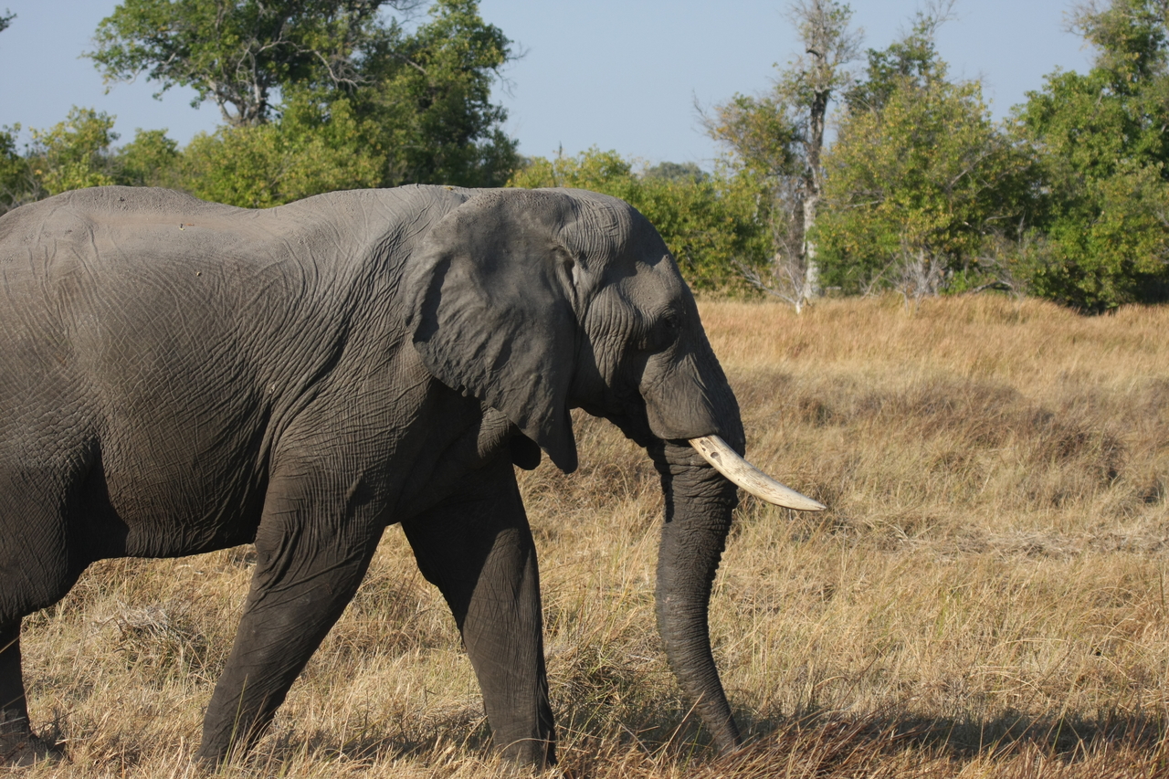 [23118] 2016_06_30_02_29_20_Africa_Canon_EOS_40D_IMG__03830.jpg