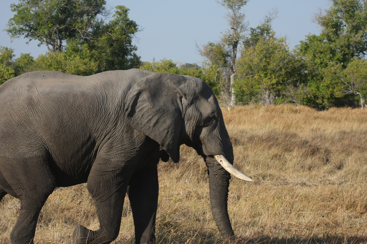 [23122] 2016_06_30_02_29_21_Africa_Canon_EOS_40D_IMG__11278.jpg