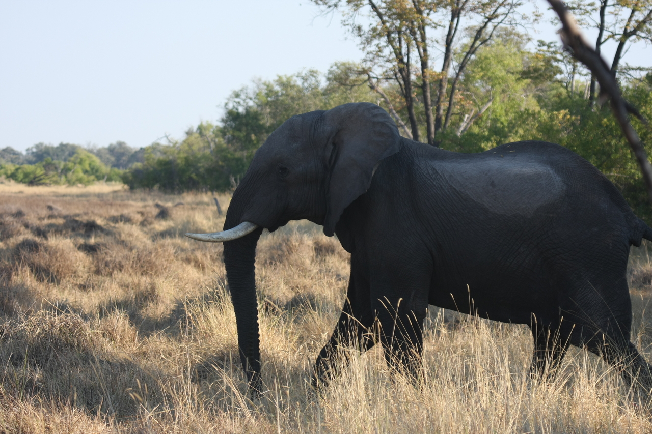 [23137] 2016_06_30_02_30_37_Africa_Canon_EOS_40D_IMG__11283.jpg