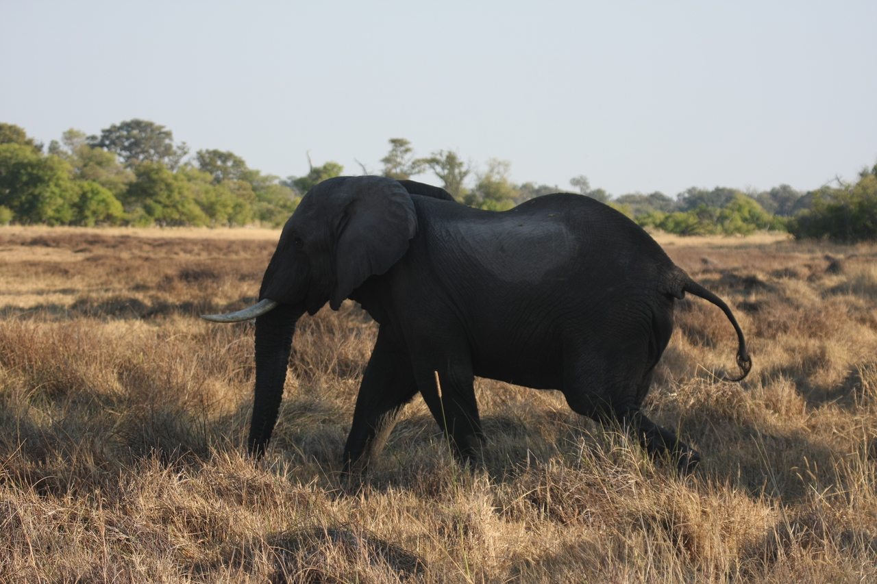 [23141] 2016_06_30_02_30_41_Africa_Canon_EOS_40D_IMG__00112.jpg