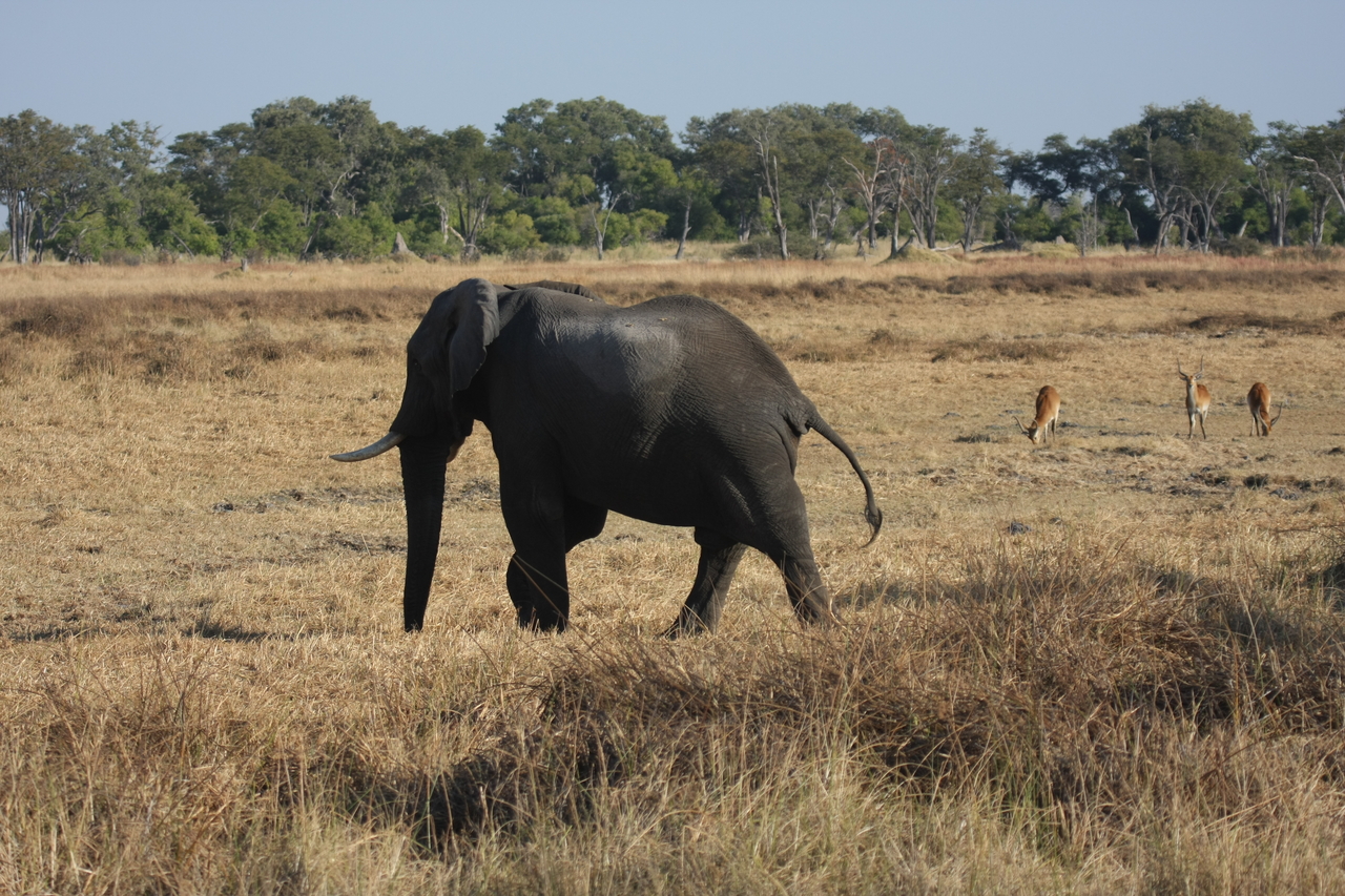 [23149] 2016_06_30_02_30_57_Africa_Canon_EOS_40D_IMG__03843.jpg