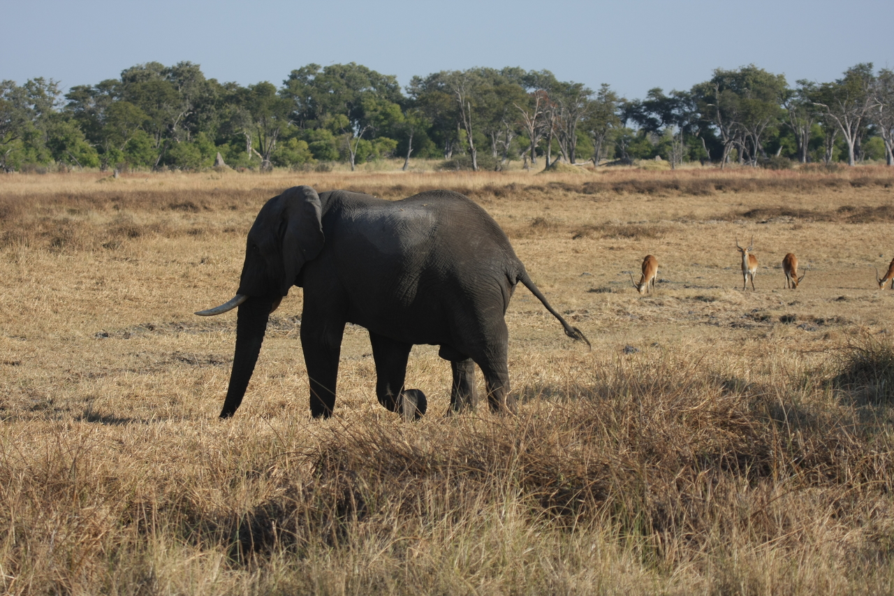 [23151] 2016_06_30_02_30_57_Africa_Canon_EOS_40D_IMG__11289.jpg