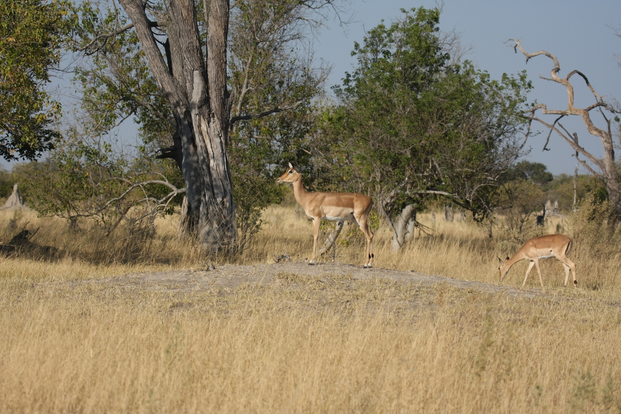 [23213] 2016_06_30_02_54_23_Africa_Canon_EOS_40D_IMG__03846.jpg