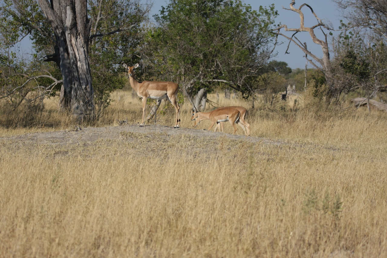 [23224] 2016_06_30_02_54_34_Africa_Canon_EOS_40D_IMG__03850.jpg