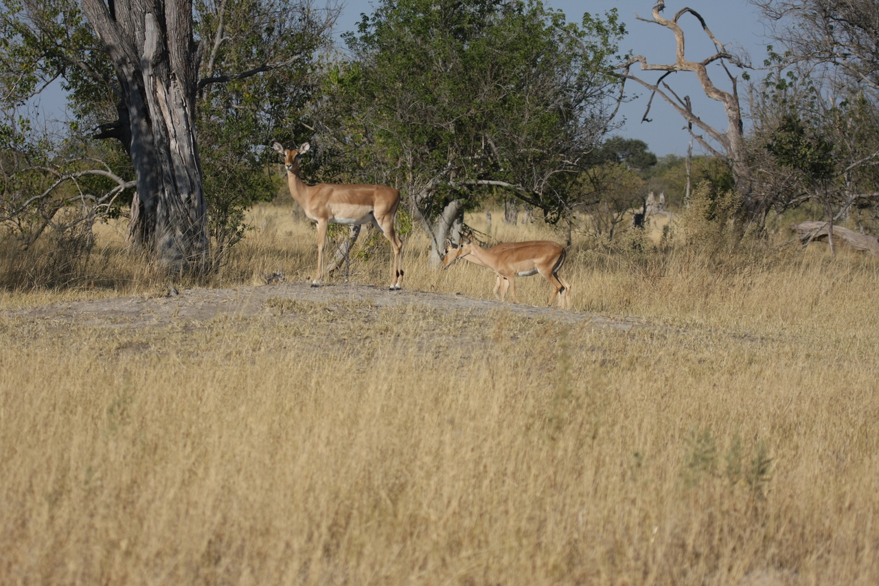 [23226] 2016_06_30_02_54_34_Africa_Canon_EOS_40D_IMG__11296.jpg