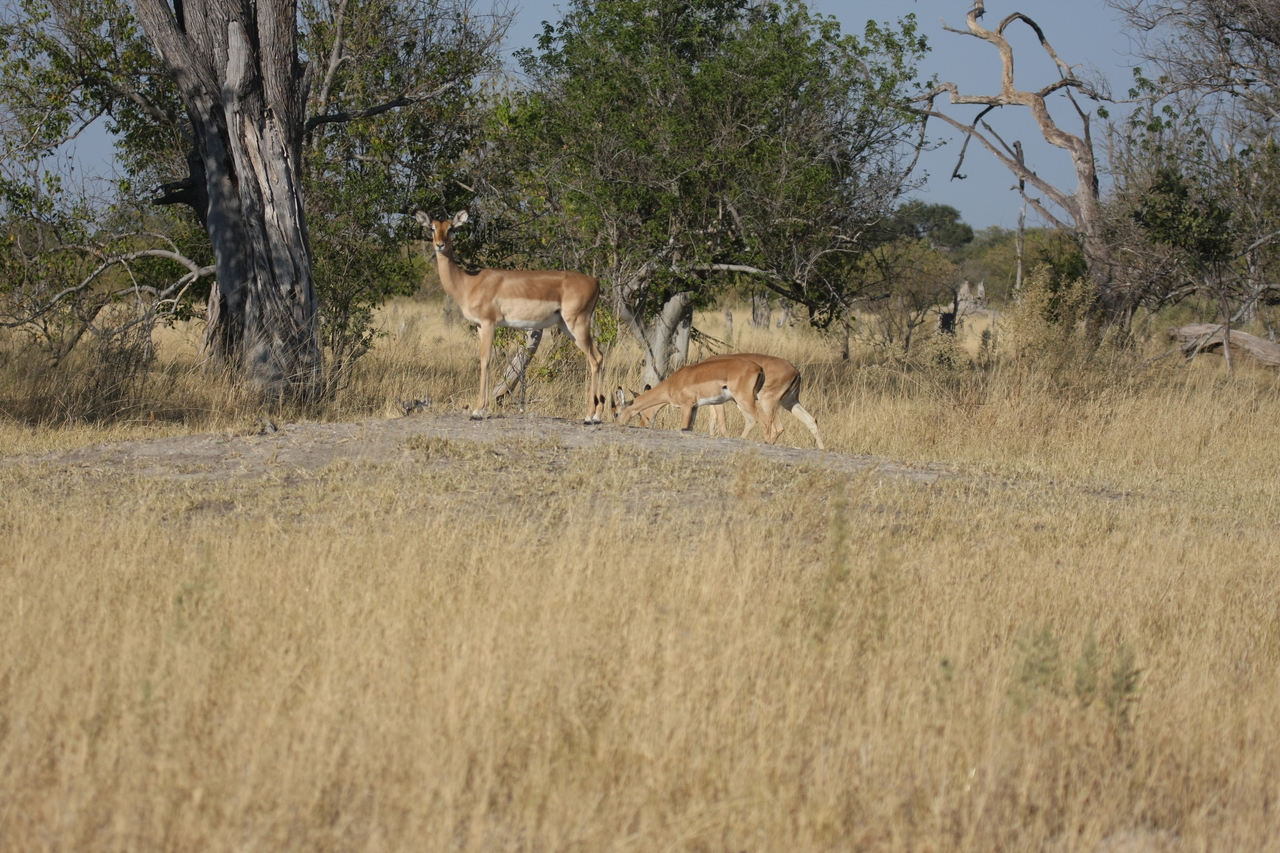 [23228] 2016_06_30_02_54_34_Africa_Canon_EOS_40D_IMG__11299.jpg