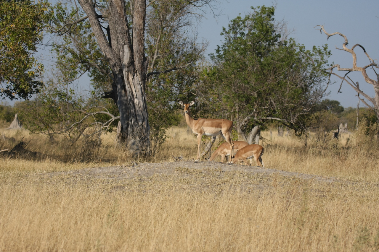 [23231] 2016_06_30_02_54_36_Africa_Canon_EOS_40D_IMG__11300.jpg