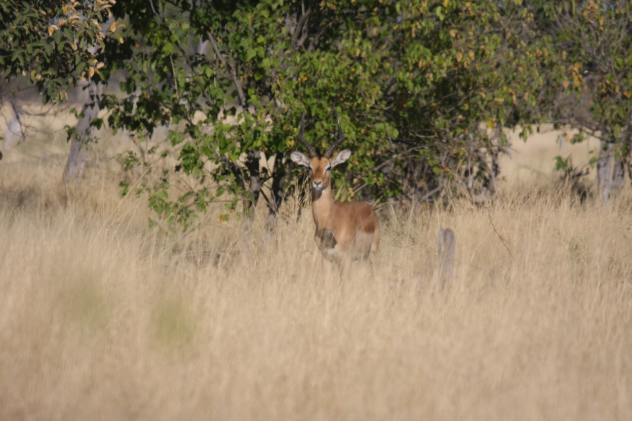 [23235] 2016_06_30_02_55_06_Africa_Canon_EOS_40D_IMG__00129.jpg