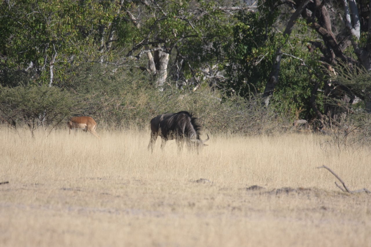 [23242] 2016_06_30_03_21_12_Africa_Canon_EOS_40D_IMG__11303.jpg