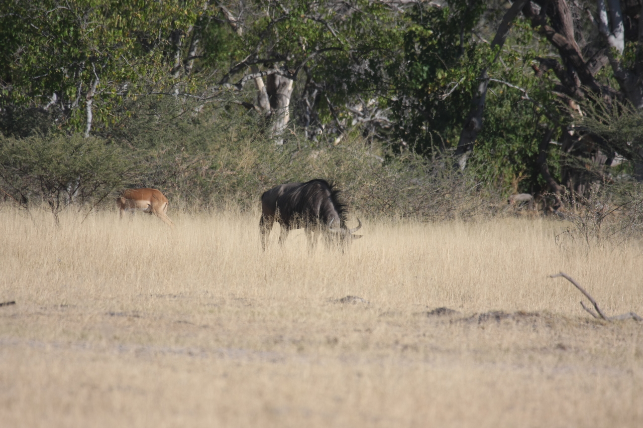 [23243] 2016_06_30_03_21_12_Africa_Canon_EOS_40D_IMG__11304.jpg