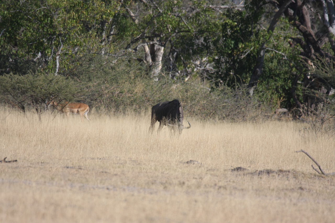 [23246] 2016_06_30_03_21_18_Africa_Canon_EOS_40D_IMG__03858.jpg