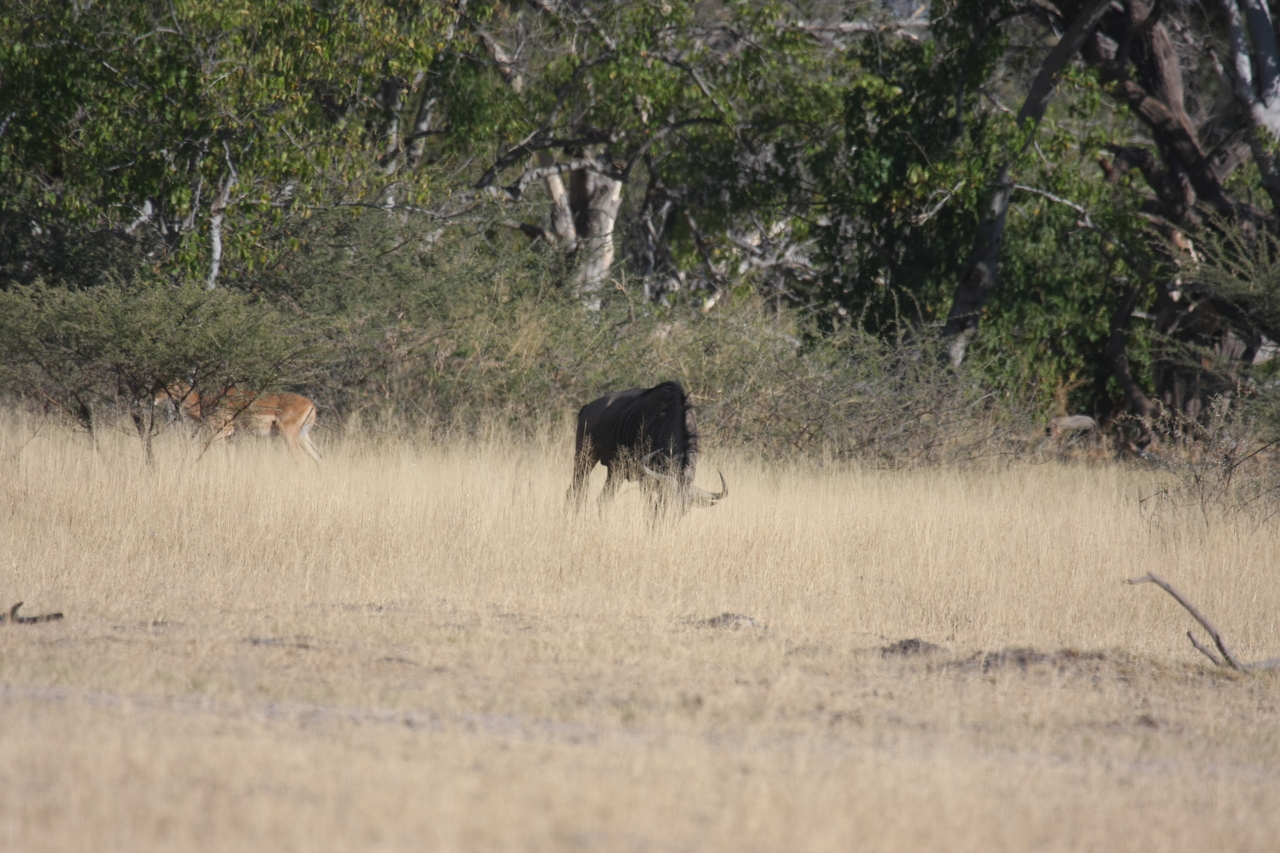 [23249] 2016_06_30_03_21_18_Africa_Canon_EOS_40D_IMG__11306.jpg