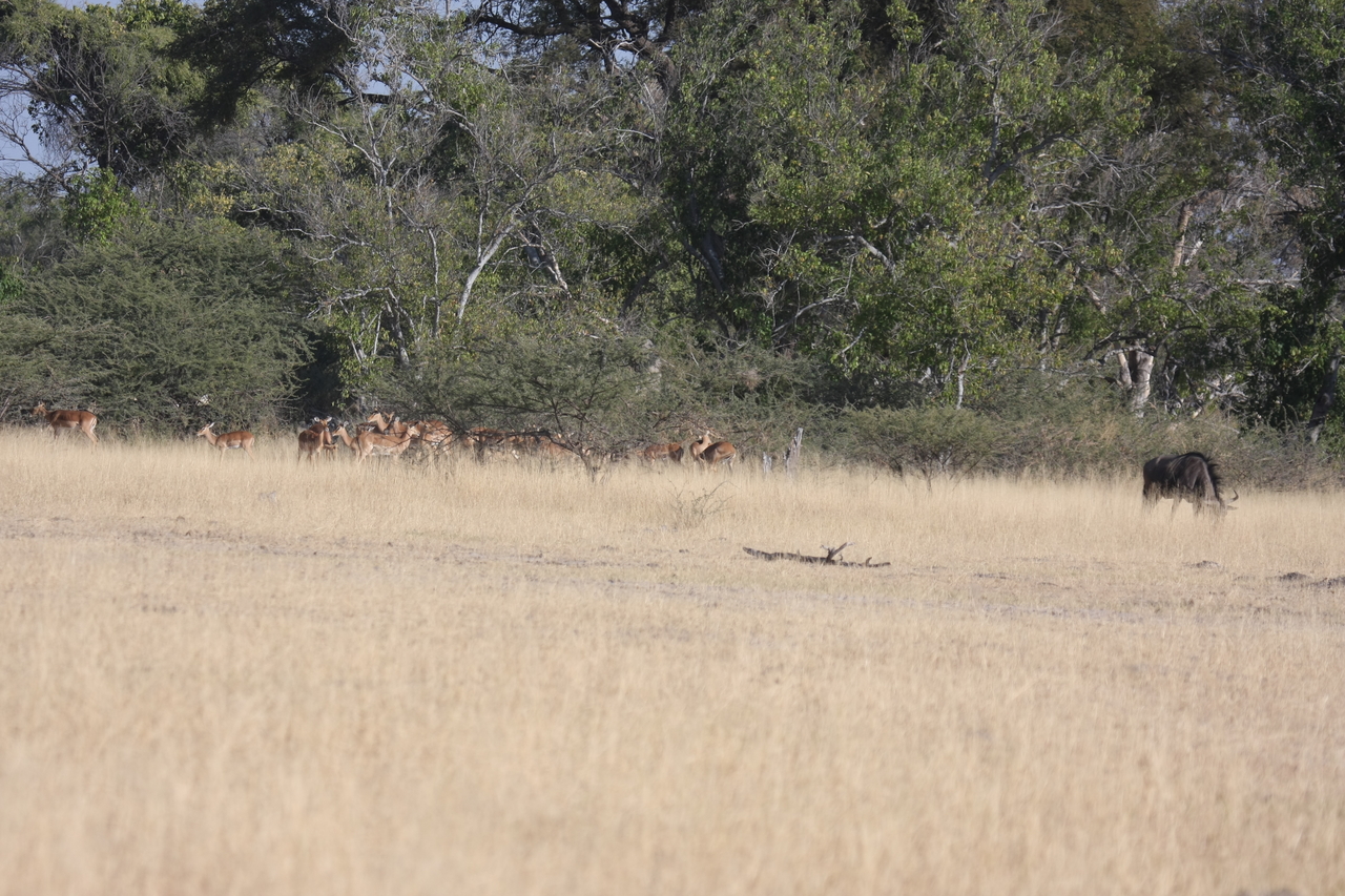 [23251] 2016_06_30_03_21_29_Africa_Canon_EOS_40D_IMG__00135.jpg