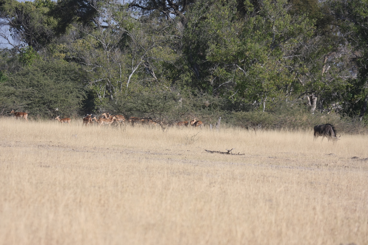 [23254] 2016_06_30_03_21_29_Africa_Canon_EOS_40D_IMG__11307.jpg