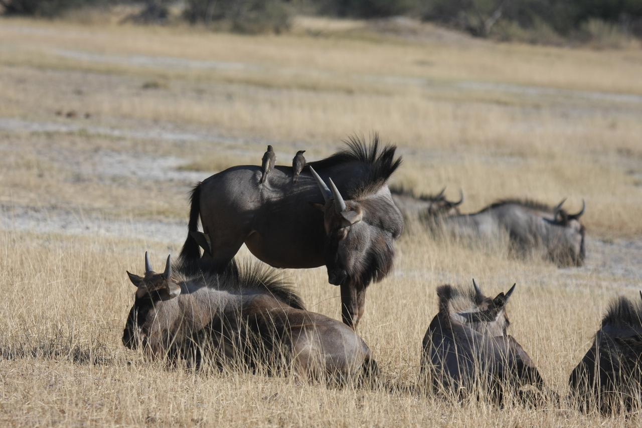 [23256] 2016_06_30_03_24_21_Africa_Canon_EOS_40D_IMG__00137.jpg