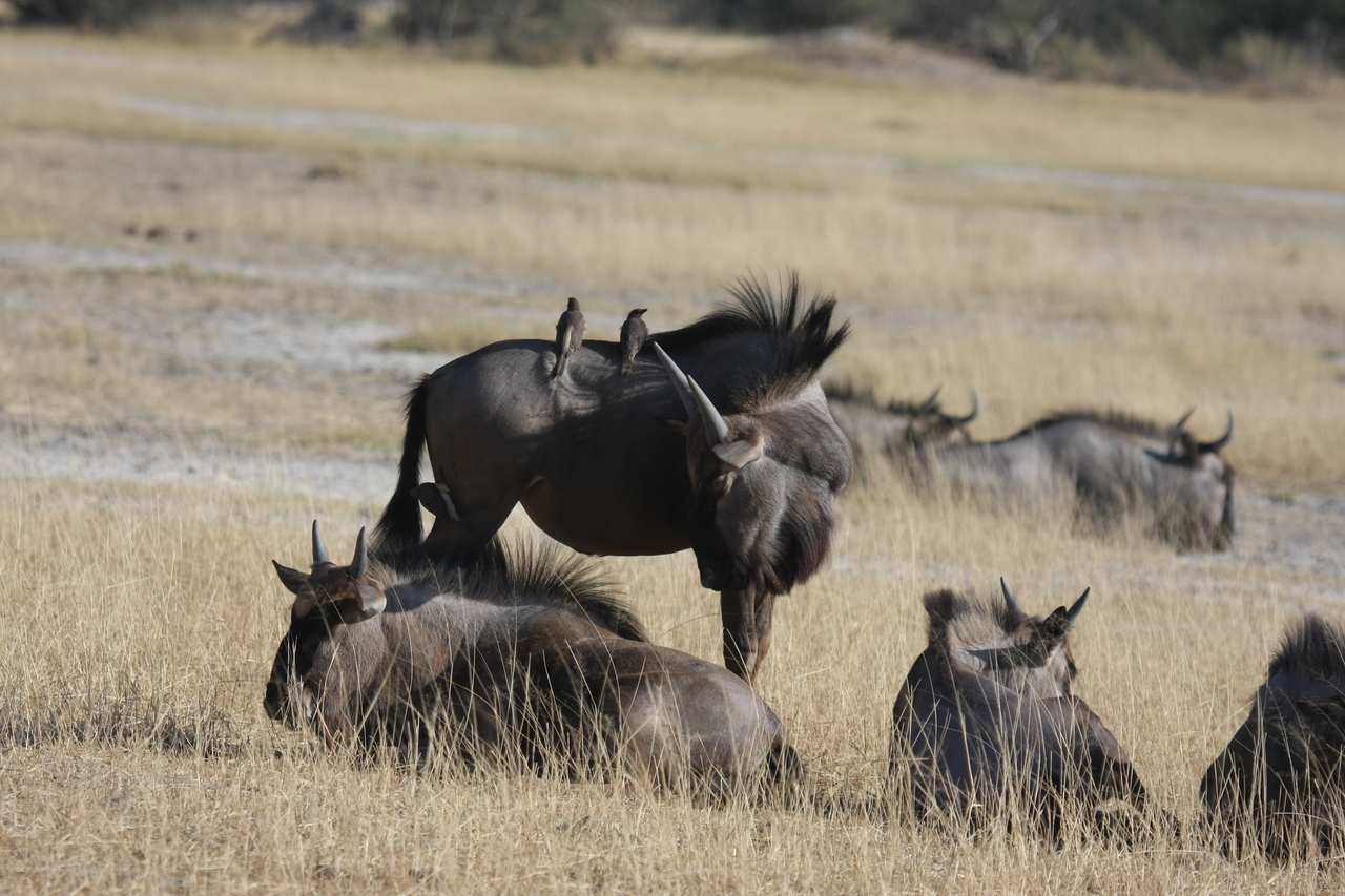 [23263] 2016_06_30_03_24_21_Africa_Canon_EOS_40D_IMG__11311.jpg