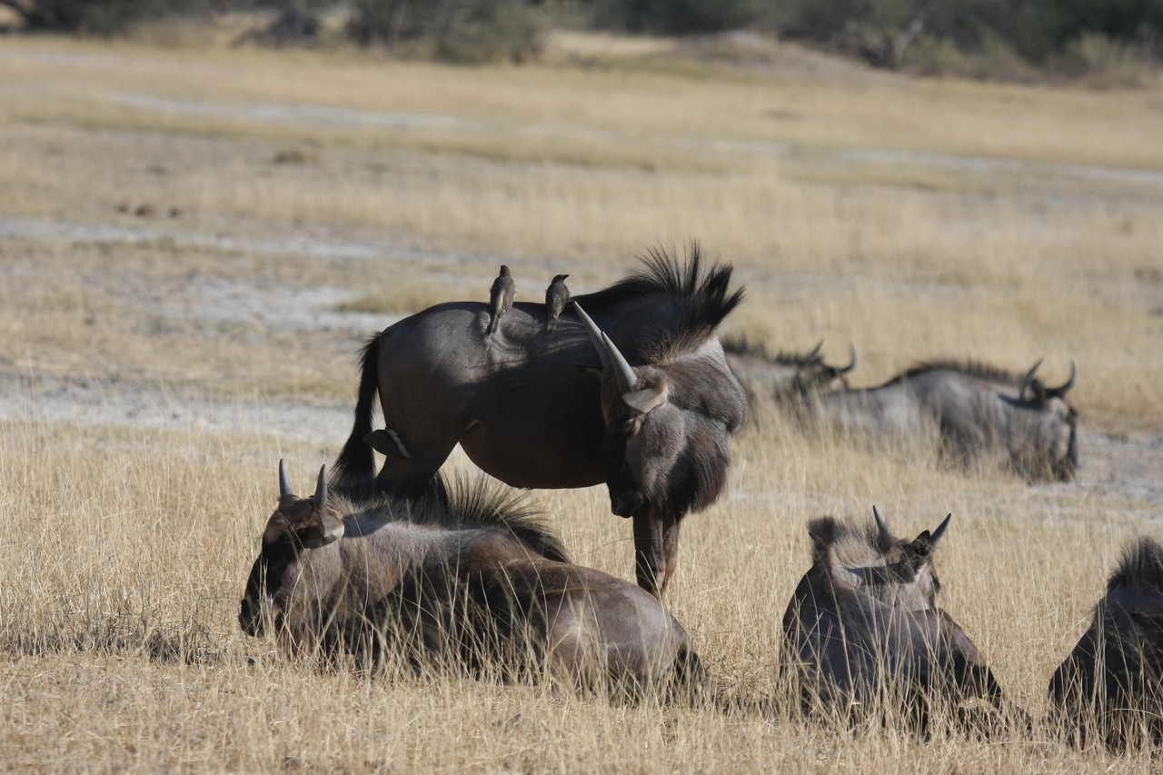 [23264] 2016_06_30_03_24_21_Africa_Canon_EOS_40D_IMG__11312.jpg