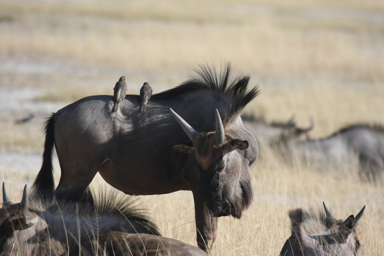 [23265] 2016_06_30_03_24_25_Africa_Canon_EOS_40D_IMG__00140.jpg