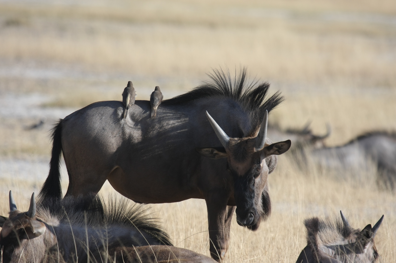 [23272] 2016_06_30_03_24_25_Africa_Canon_EOS_40D_IMG__11314.jpg
