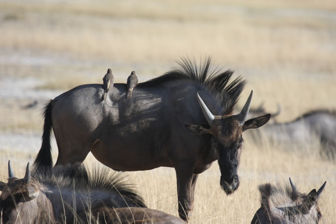[23273] 2016_06_30_03_24_25_Africa_Canon_EOS_40D_IMG__11315.jpg