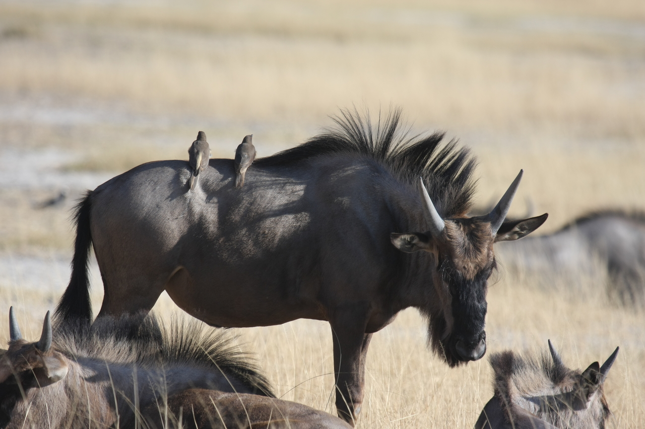 [23274] 2016_06_30_03_24_26_Africa_Canon_EOS_40D_IMG__00143.jpg